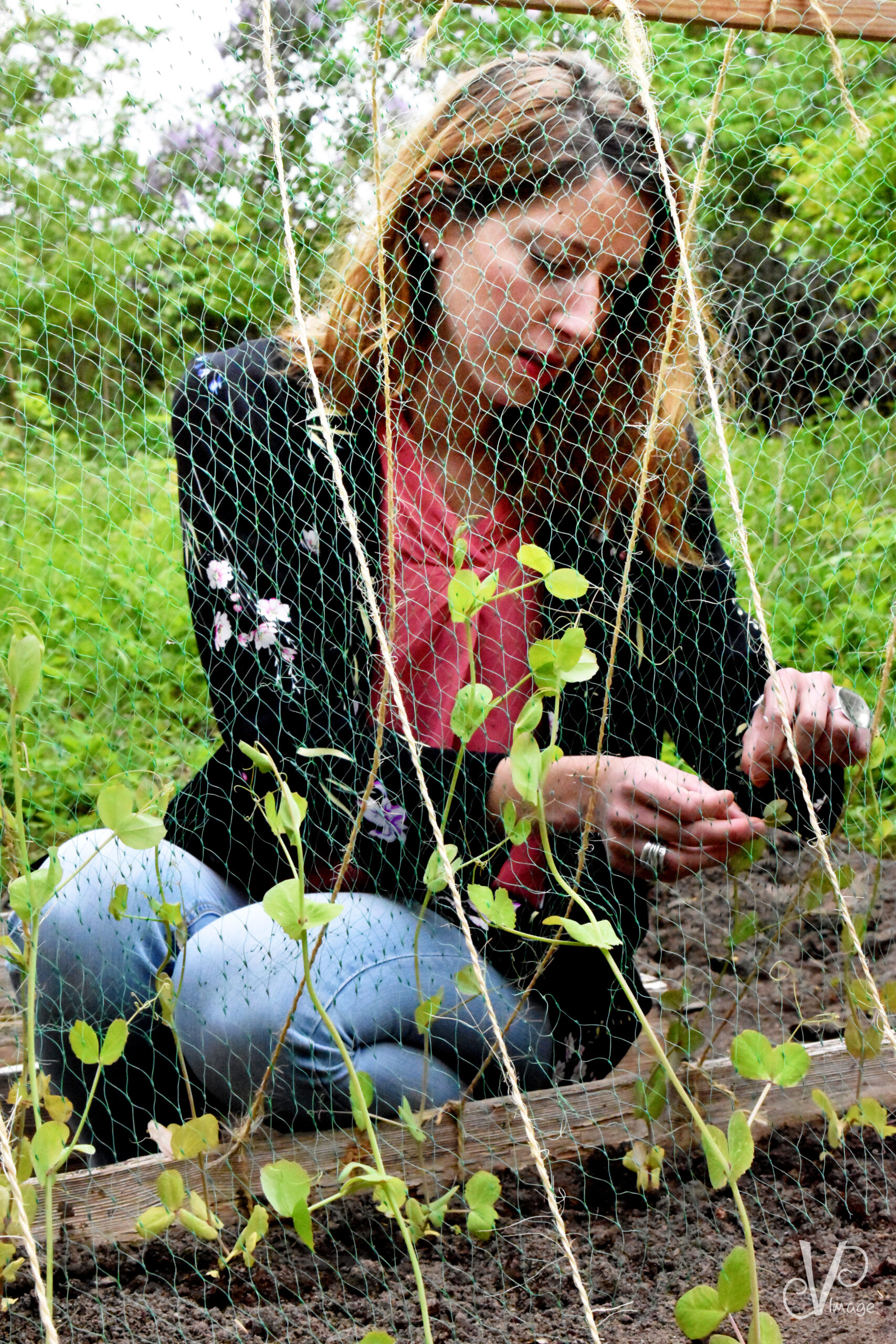 Herbs-collector-dVp-Image